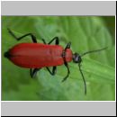 Pyrochroa coccinea - Scharlachroter Feuerkaefer 04.jpg